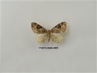 藏品(尺蛾608)的圖片